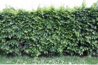 Photo Texture of Hedge 0002